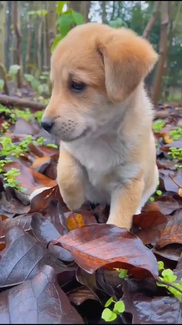 Видео от МЯУтаверс – как метавселенная, но с котами