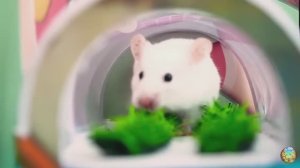 Хомячок убегает из лабиринта гигантских крокодилов! часть 11