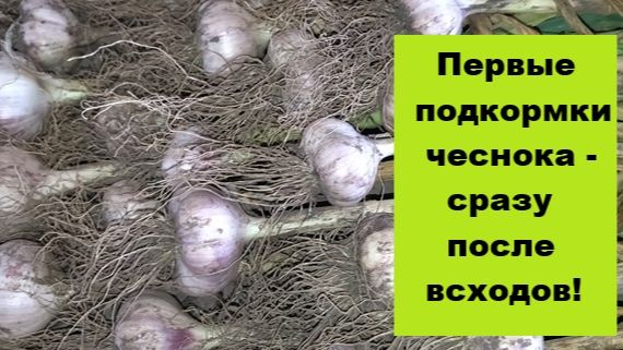 Чем подкормить чеснок после появления всходов?