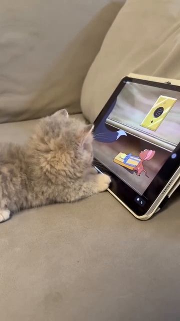 Клип @meowtaverse