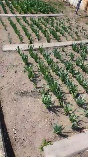 🌱  Эксперимент с геотекстилем: итоги!