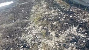 Рубрика Из деревни