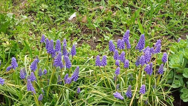 Сиреневое настроение весны🌱 #Кисловодск 22 апреля