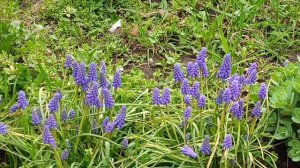 Сиреневое настроение весны🌱 #Кисловодск 22 апреля