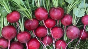 Весна. Как растет редиска. Выпал снег. Всем хорошего настроения, здоровья. Герань, Цветы