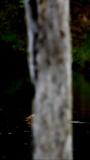 В отличие от большинства видов кошек, тигры прекрасно чувствуют себя в воде