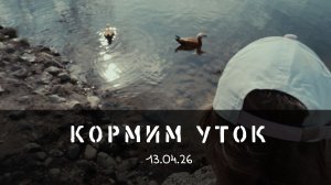 Кормим уток 13.04.26