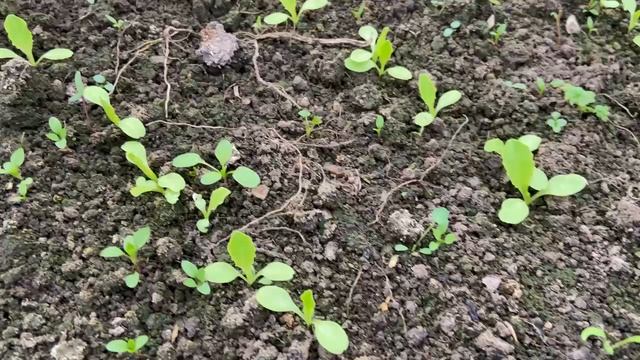 Зелень в парнике. Редис подрастает 19.04.26