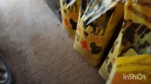 Цыплята, куры.... Зачем столько? Выношу из дома растения. Жизнь на юге.