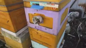 работа с пчелами в апреле - ставлю магазин под мед, через пленку , 22.04.2026