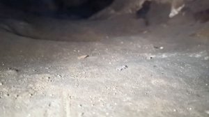 Щучка, Сьяны.