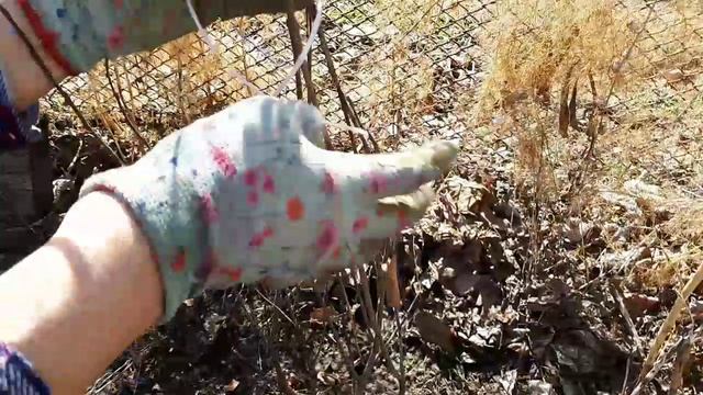 2370.  ВПЛ.,открываем многолетние  декоративные кусты .