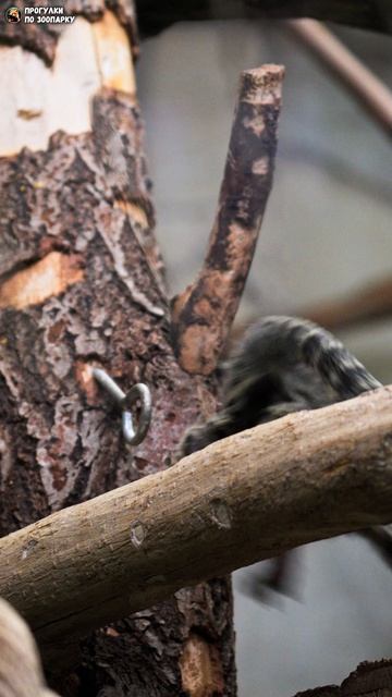 Неуловимый детёныш игрунки. Ленинградский зоопарк