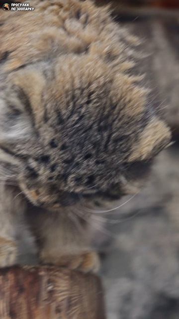 Манул Свэн спустился с верхних полок чтобы попить воды. Ленинградский зоопарк