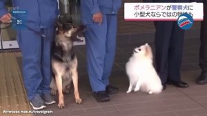 Шпиц Хаку обошел овчарок на экзамене и стал полицейским в Японии