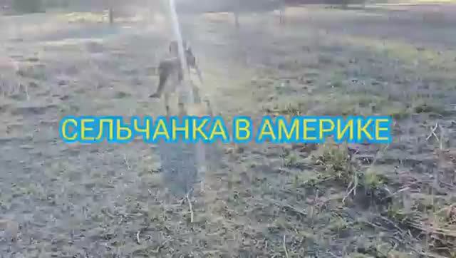 Сельчанка в Америке ЖИЗНЬ В АМЕРИКЕ ЗА ГОРОДОМ В СЕЛЕ