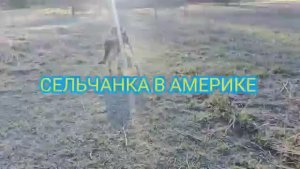 Сельчанка в Америке ЖИЗНЬ В АМЕРИКЕ ЗА ГОРОДОМ В СЕЛЕ