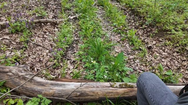 Лесной пион Северного Кавказа