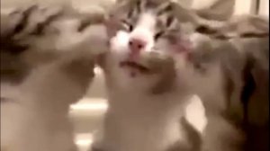 Заставка для видео ТРИ ЛАСКОВЫХ КОТИКА № 538