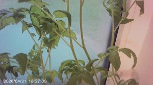 Обзор рассады томатов ранней февральской посадки - сорт "Оля Ф1"