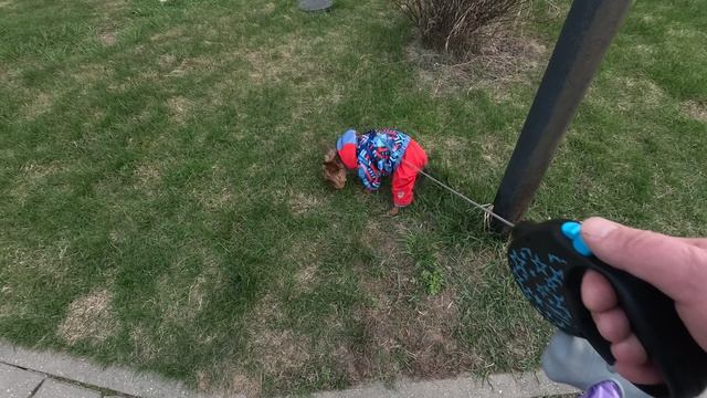 Прогулка с Джеффом по мини парку в Завидово (21.04.2026)