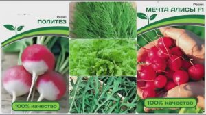 Зелень в парнике. Редис подрастает 19.04.26