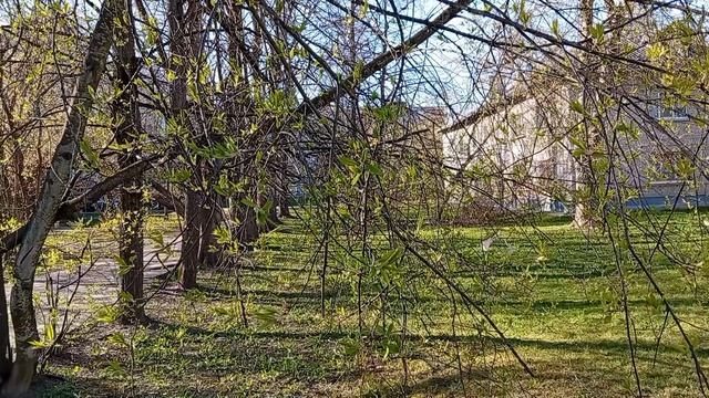 Соната №4|Ирина Одарчук Паули