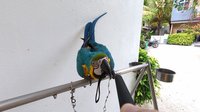 17. Мальдивы Ноябрь 2025. Остров Тодду. Попугаи