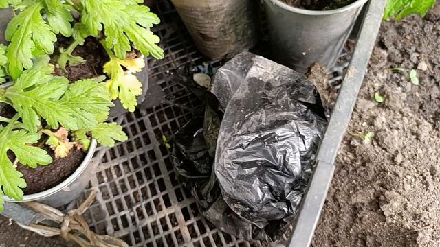 Теплица и лягушка-путешественница