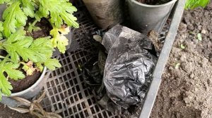 Теплица и лягушка-путешественница