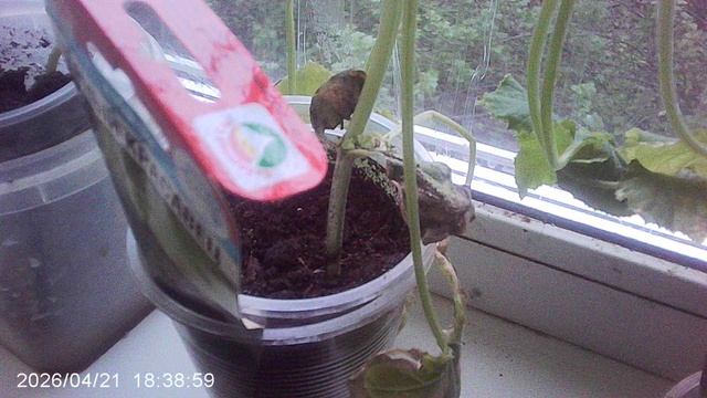 Обзор кабачка супер раннего (январского) посева - сорт 