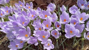 Апрель в Саду 14 и 16 апреля 2026