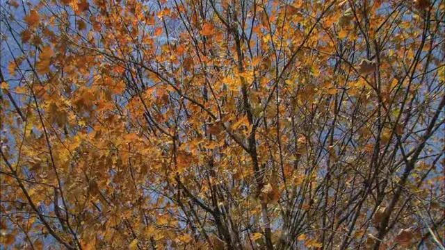 Осень- унылая пора.