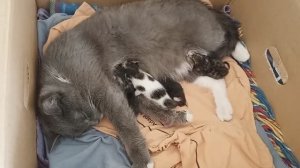 Кошка Дуся рожает котят  Я пеку хлеб  20.03.26