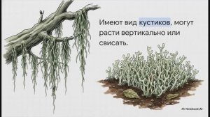 Биология 7 класс параграф 26 ЛИШАЙНИКИ