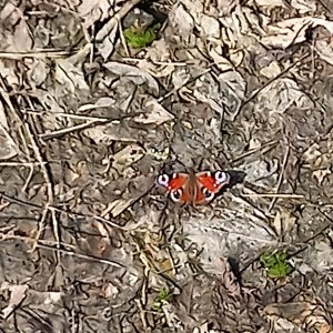 между нам провода