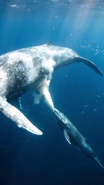 Чудо-юдо мама-кит молоком дитё поит