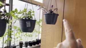 Не издевайтесь над рассадой, лайфхак огурцы на подоконнике, органическое земледелие