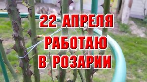22 апреля. Сняла все укрытия, работаю в розарии