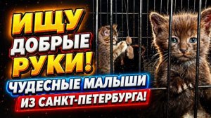 Ищу Добрые руки. Чудесные малыши из Санкт-Петербурга.