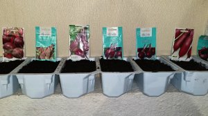 22.04.26 Посеяла свёклу.Рассадный способ мне удобен