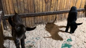 Весна пришла! Готовим технику к сезону! Ухаживаем за Герефордами!