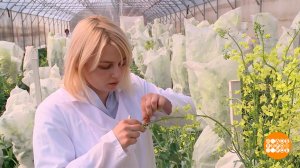 Селекция: наука и искусство. Доброе утро. Фрагмент выпуска от 22.04.2026