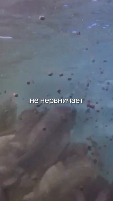 Тилапия ест всё, не болеет, растёт быстро. Идеальна для ленивого фермера.