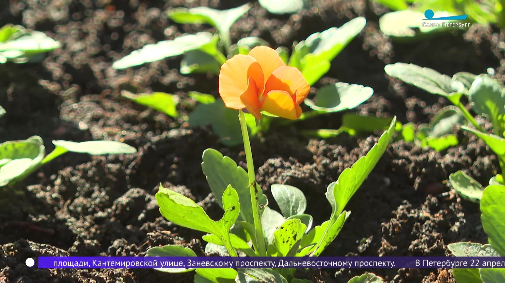 Посадка цветов в Собственном саду императрицы Марии Федоровны