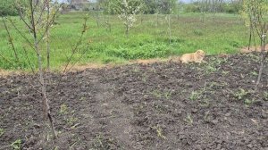 ПОСПЕШИШЬ - ЛЮДЕЙ НАСМЕШИШЬ🤣🤣🤣ХОЗЯЙСКИЕ БУДНИ