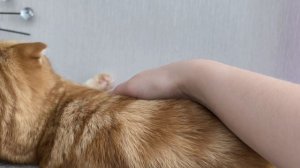 есть ли там симбублик? 👀🧐😀🐱