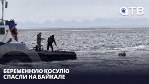 Беременную косулю спасли на Байкале