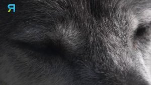 Волк Одиночка