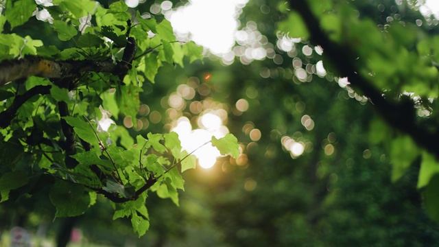 Отношения с папой